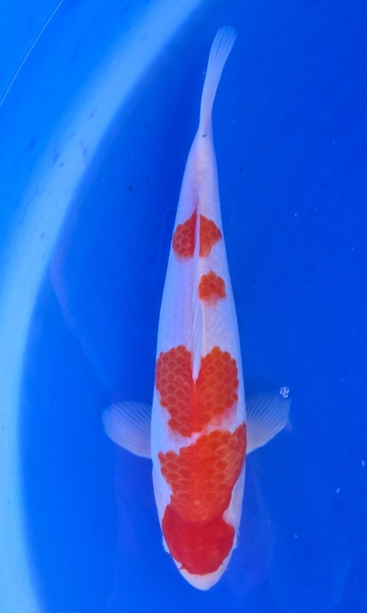 Koi picture