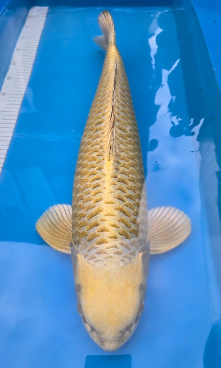 Koi picture
