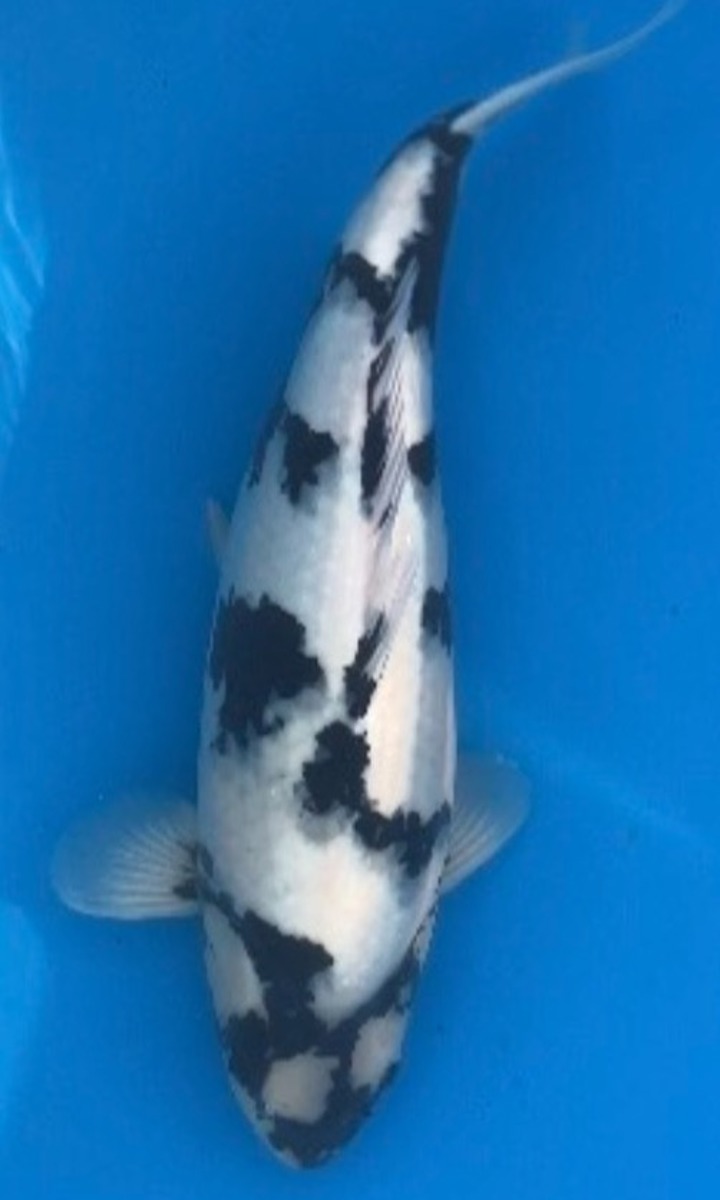 Koi picture