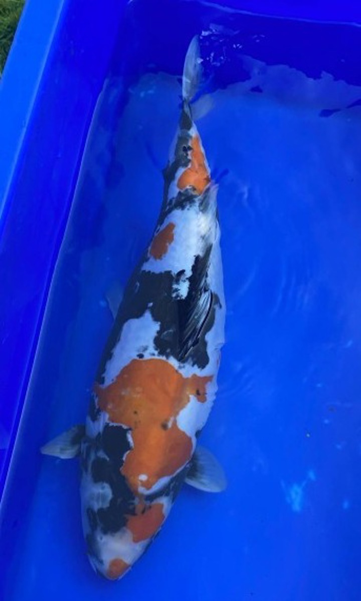 Koi picture