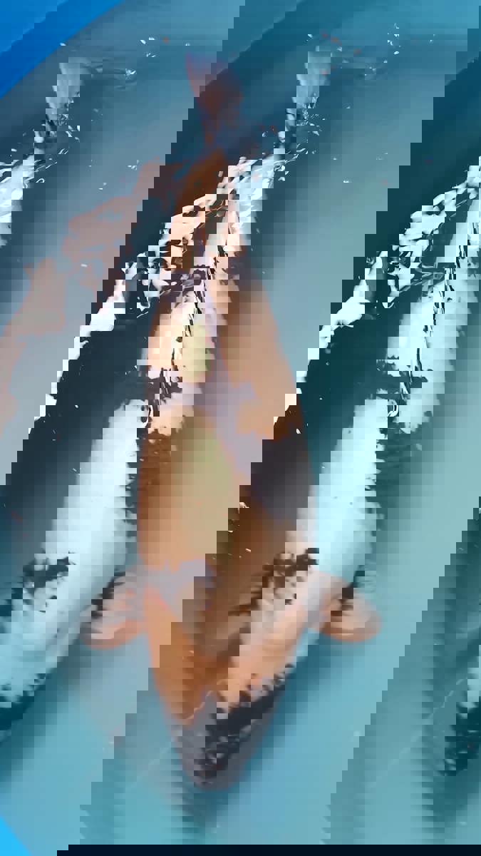 Koi picture