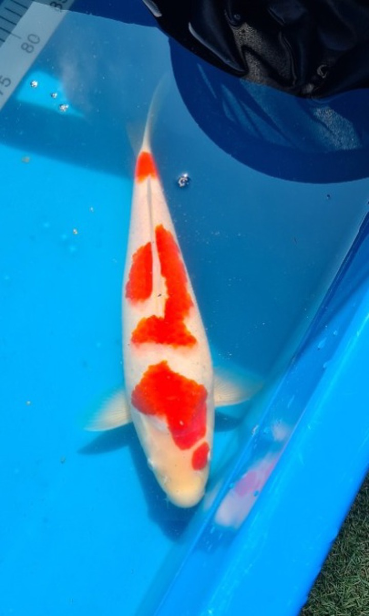 Koi picture