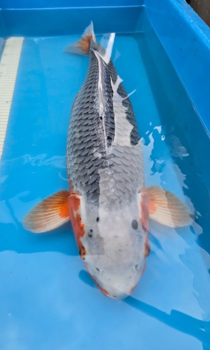 Koi picture