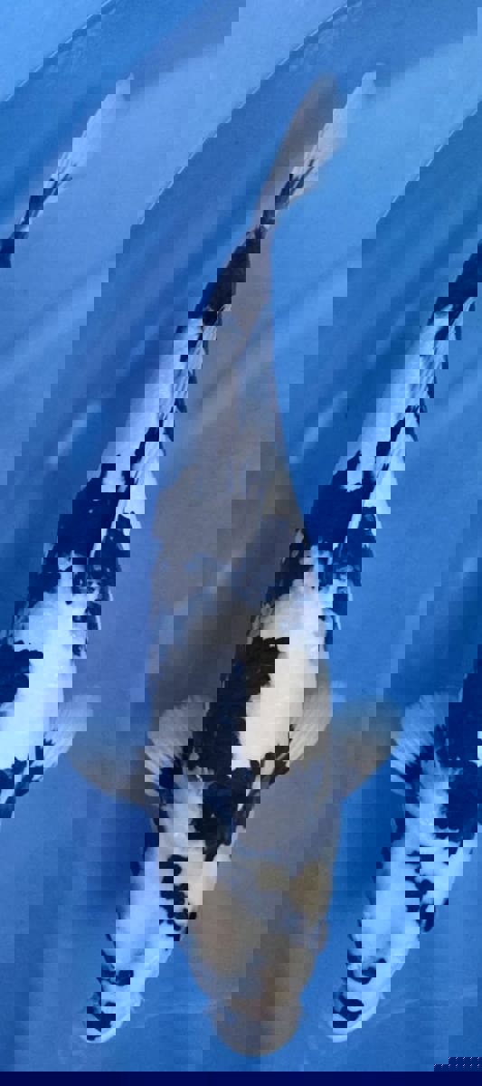 Koi picture