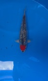 Koi