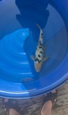 Koi