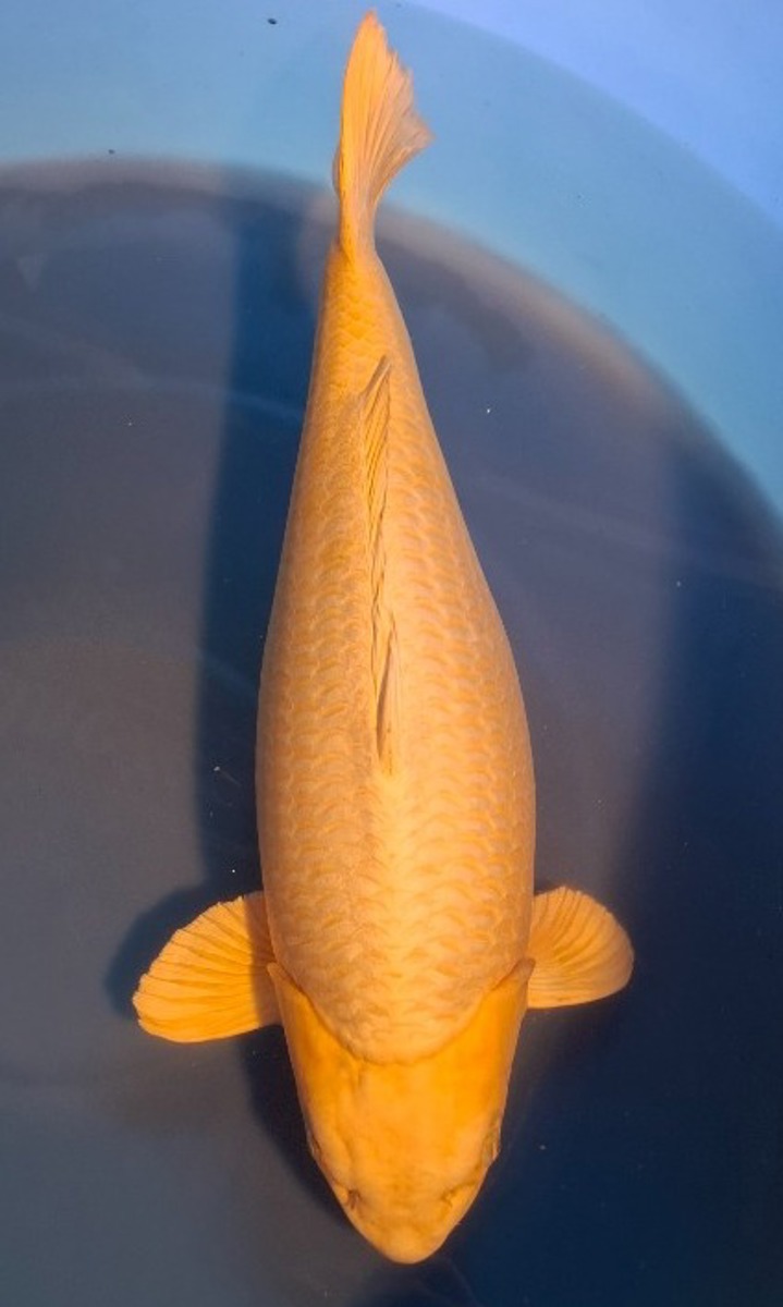 Koi picture
