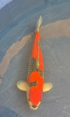 Koi