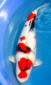 Koi