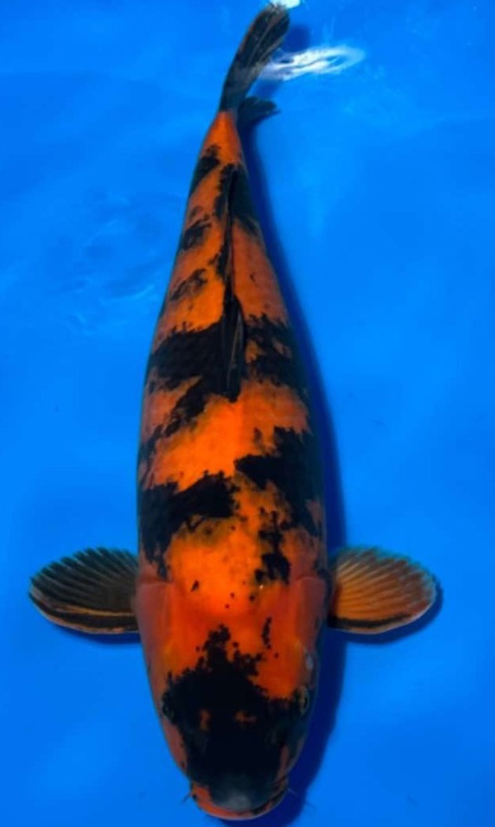 Koi picture