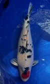 Koi