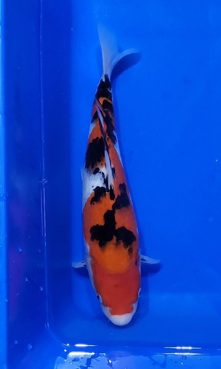Koi picture