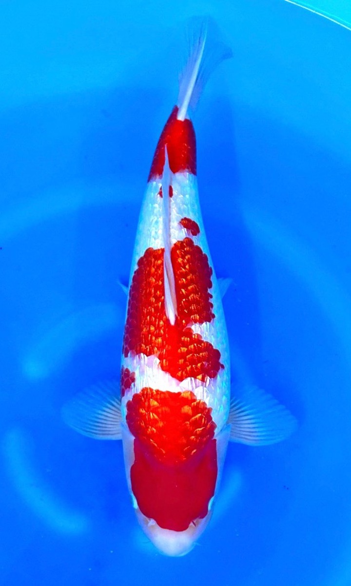 Koi picture