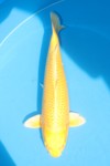 Koi